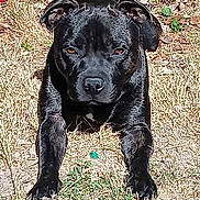 Tokio a rejoint le concours — aidez-le/la à gagner de superbes lots ! dog, black_dog, animal, pet, outdoor, grass, sunlight, lying_down, close_up, canine, nature, fur, ears, paw, nose, eyes, muzzle, summer, daylight, watchful
