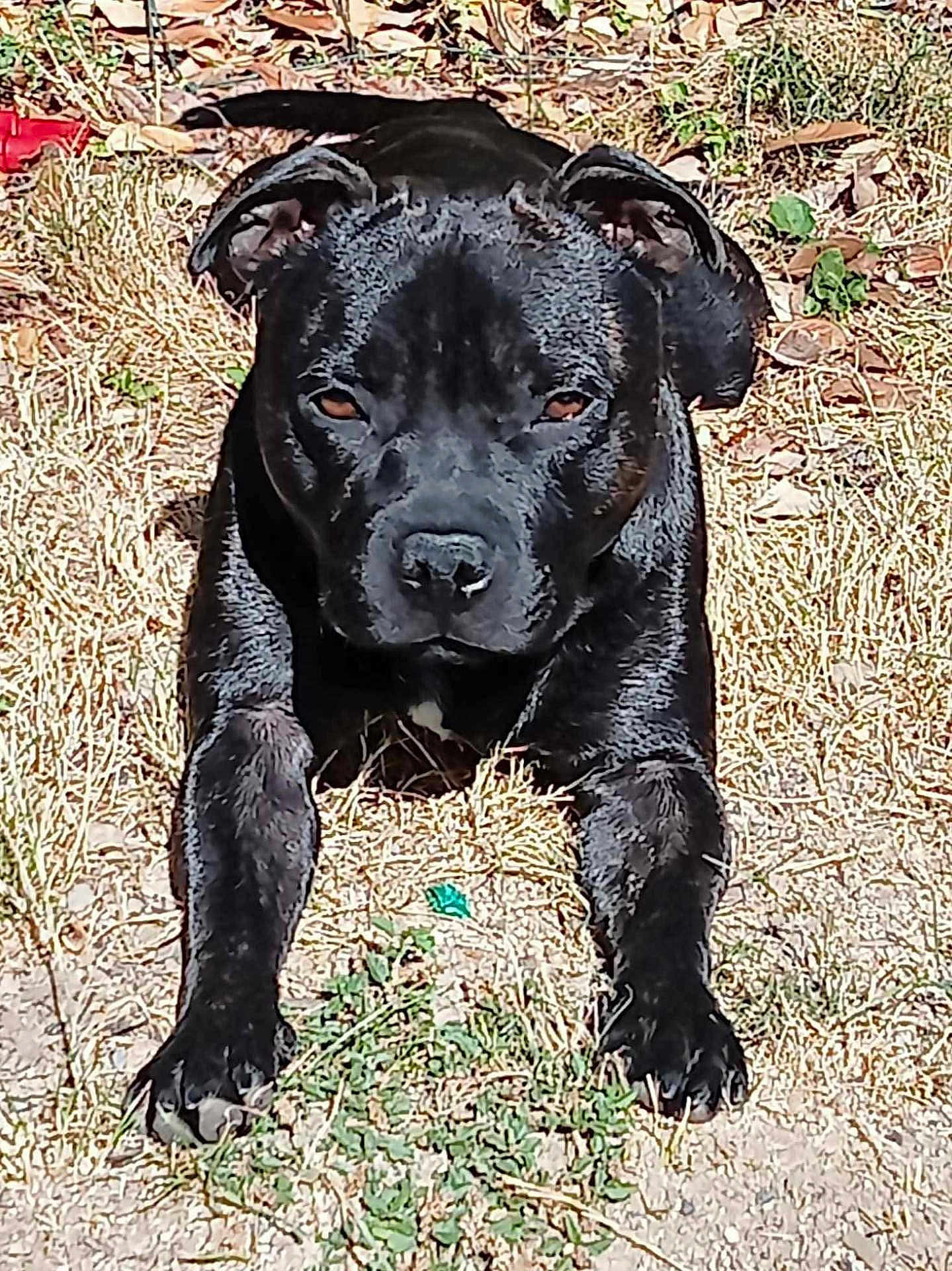 Tokio a rejoint le concours — aidez-le/la à gagner de superbes lots ! dog, black_dog, animal, pet, outdoor, grass, sunlight, lying_down, close_up, canine, nature, fur, ears, paw, nose, eyes, muzzle, summer, daylight, watchful