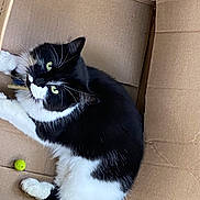 Shyla joined the competition — help win amazing prizes! black_cat, carnivore, cat, cat_supply, claw, comfort, domestic_short_haired_cat, felidae, flooring, foot, fur, grey, paw, sitting, small_to_medium_sized_cats, snout, stairs, tail, whiskers, window