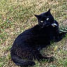 animal, black_cat, cat, cute, daylight, domestic_cat, eyes, feline, fur, grass, greenery, laying_down, leaf, mammal, nature, outdoor, pet, relaxed, whiskers, wildlife