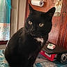 animal, black_cat, cat, close_up, collar, curtain, domestic_animal, eyes, fur, furniture, household_item, indoor, looking_away, paper_towel, pet, still_life, table, whiskers, window, wooden_wall