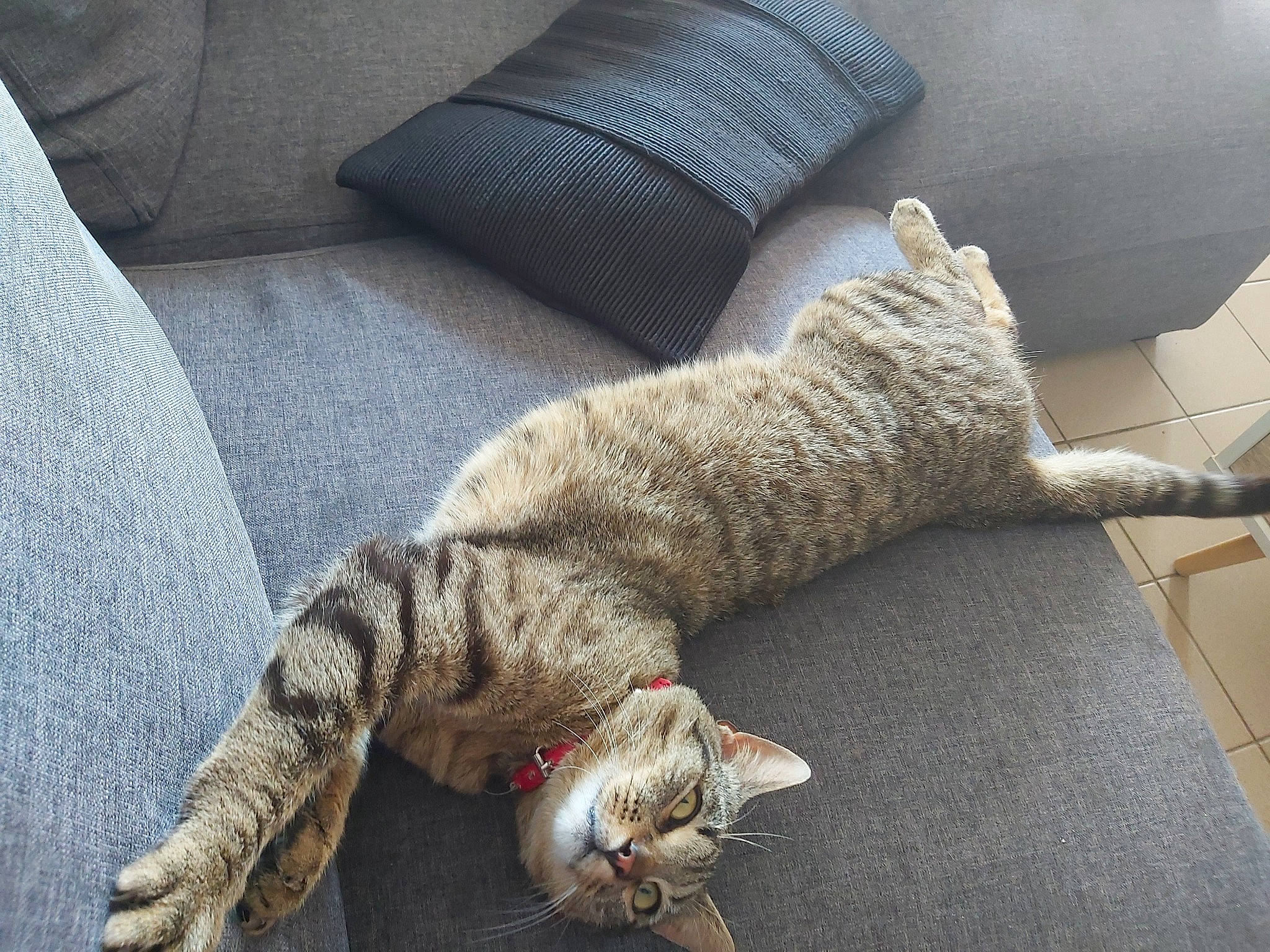 Thanos participe au concours pour gagner de l'argent avec cette photo : canidae, carnivore, cat, claw, comfort, couch, dog_breed, domestic_short_haired_cat, felidae, flooring, fur, grey, nap, paw, small_to_medium_sized_cats, snout, sporting_group, tail, whiskers