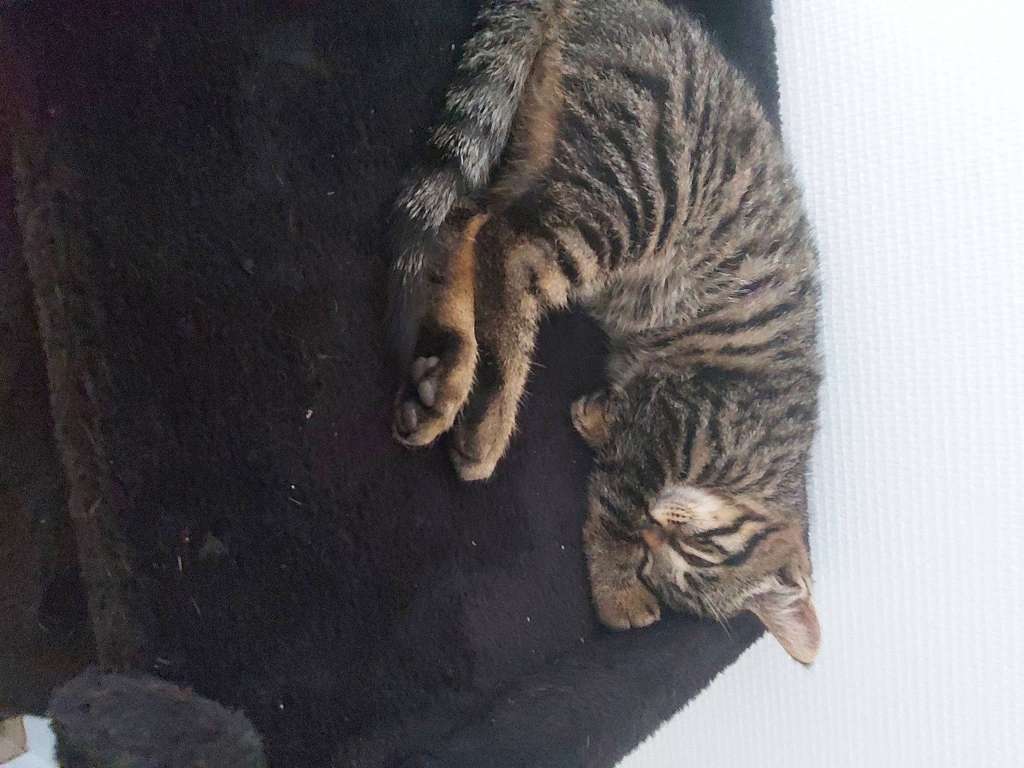 Ugo a rejoint le concours — aidez-le/la à gagner de superbes lots ! art, carnivore, cat, claw, domestic_short_haired_cat, eye, felidae, fur, paw, rope, small_to_medium_sized_cats, snout, tail, terrestrial_animal, tree, whiskers, wildlife, wood