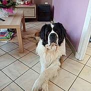 Poppy a rejoint le concours — aidez-le/la à gagner de superbes lots ! black, brown, cozy, crossed_paws, decor, dog, flowers, fluffy, furniture, house, indoor, large_dog, pet, relaxed, resting, saint_bernard, table, tile_floor, wall, white