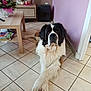 black, brown, cozy, crossed_paws, decor, dog, flowers, fluffy, furniture, house, indoor, large_dog, pet, relaxed, resting, saint_bernard, table, tile_floor, wall, white