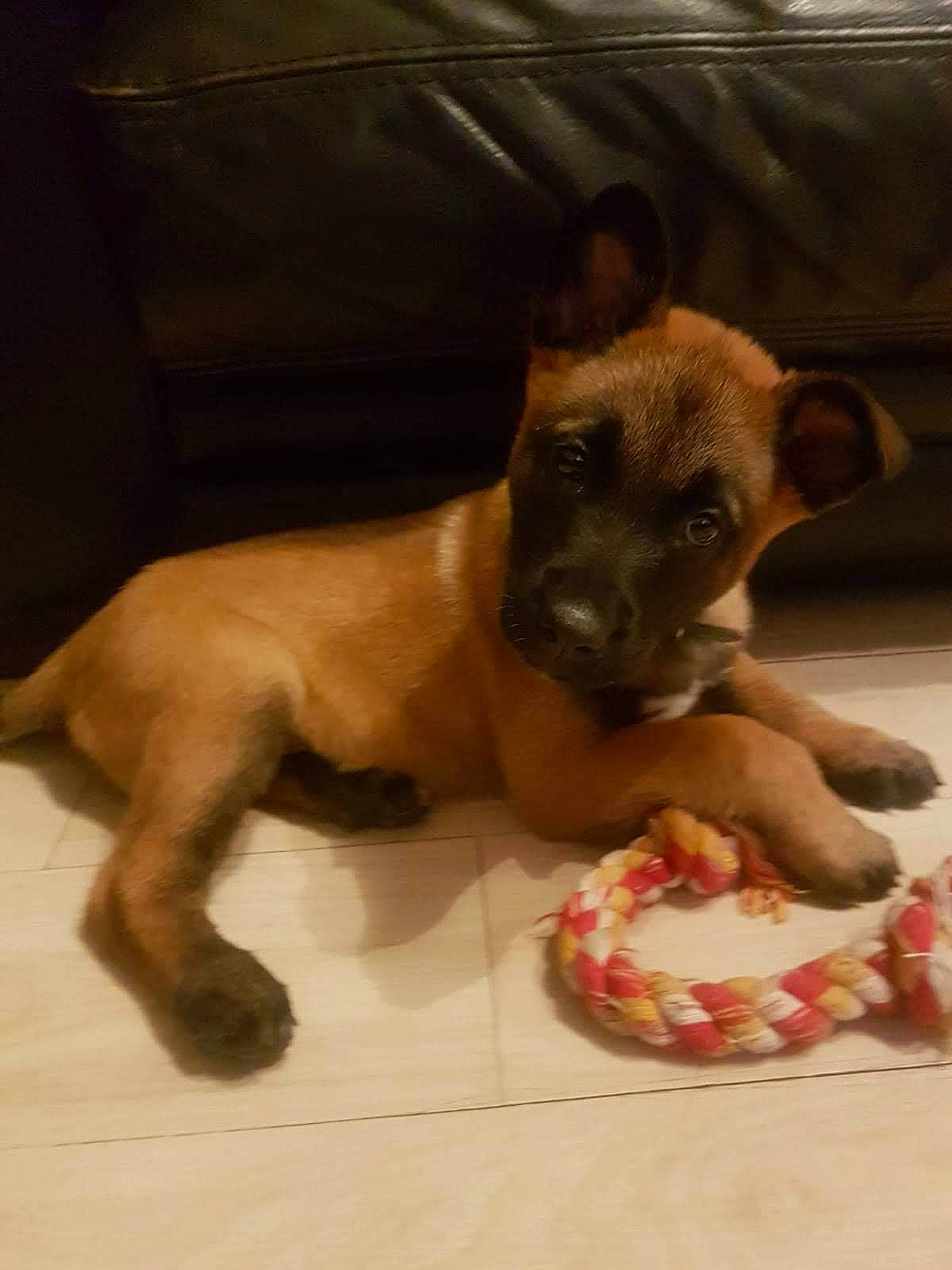 Orka a rejoint le concours — aidez-le/la à gagner de superbes lots ! black_mouth_cur, border_terrier, canidae, carnivore, dog, dog_breed, fawn, mammal, puppy, snout, vertebrate