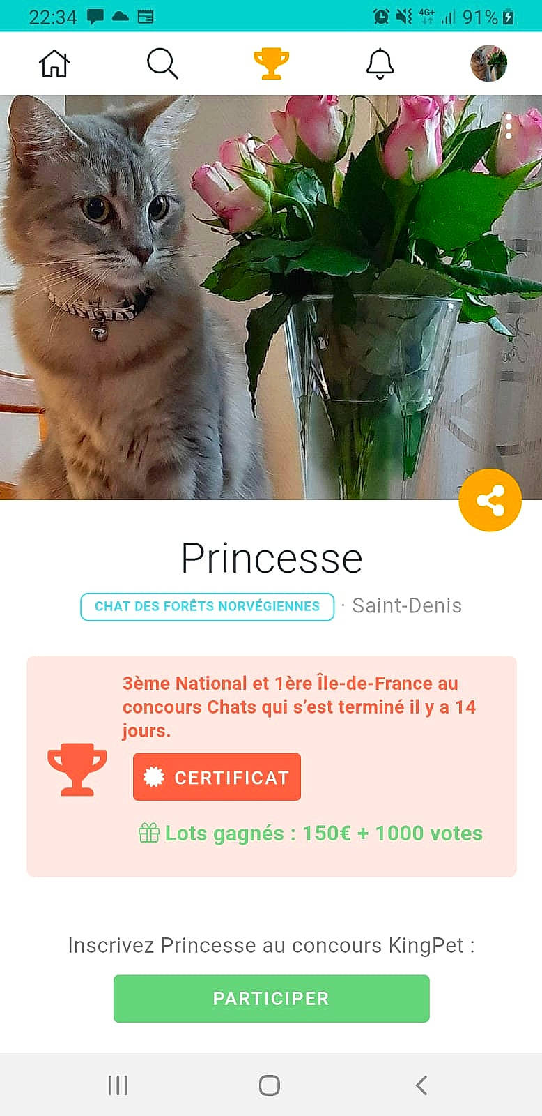 Orka participe au concours pour gagner de l'argent avec cette photo : adaptation, carnivore, cat, domestic_short_haired_cat, european_shorthair, felidae, photo_caption, plant, screenshot, small_to_medium_sized_cats, whiskers