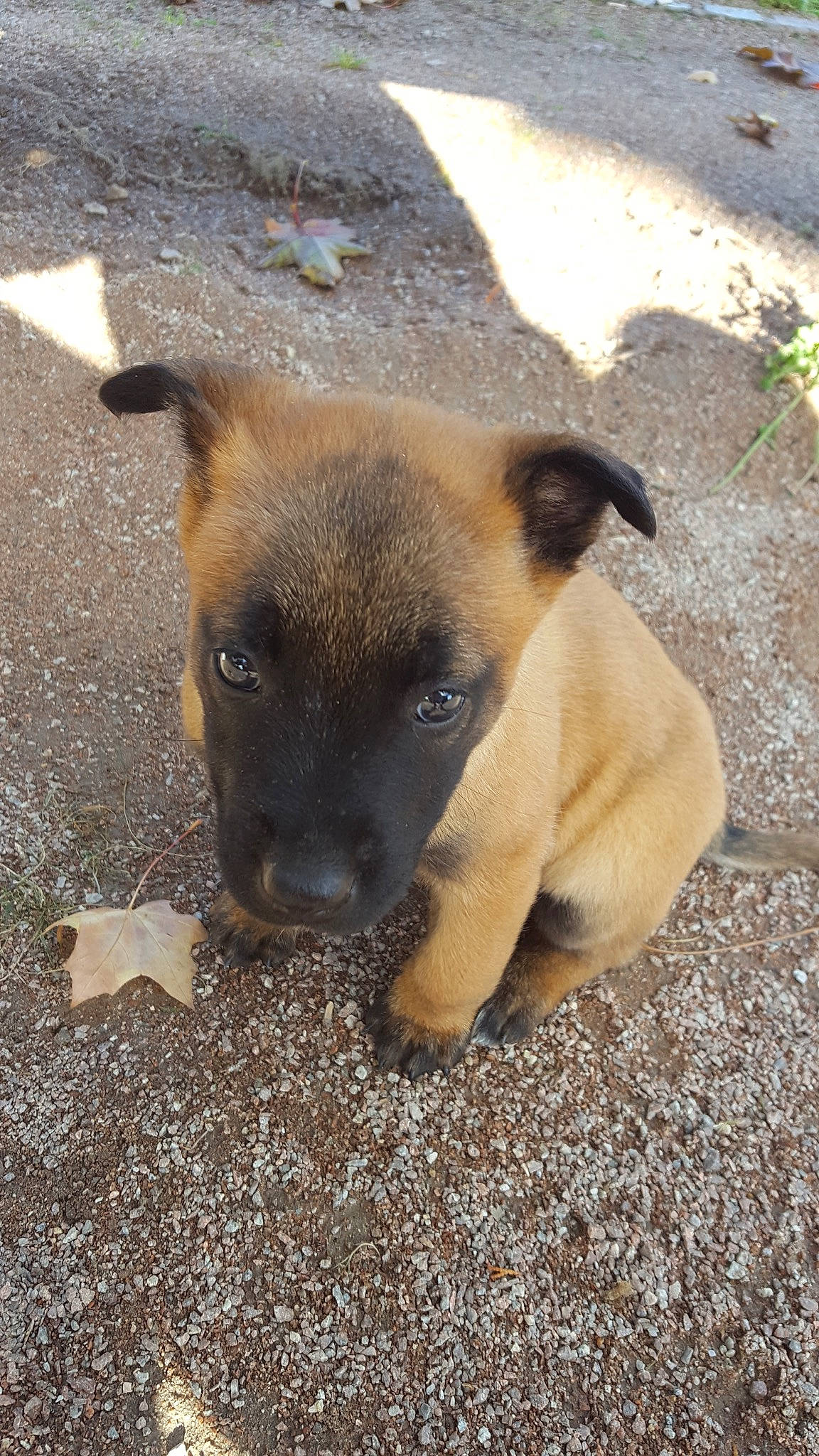 Orka a rejoint le concours — aidez-le/la à gagner de superbes lots ! belgian_shepherd_malinois, black_mouth_cur, canidae, carnivore, dog, dog_breed, fawn, mammal, potcake_dog, puppy, snout, street_dog, vertebrate