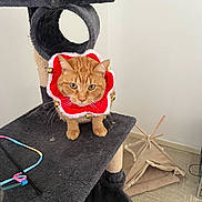 Foxy participe au concours pour gagner de l'argent avec cette photo : animal, bells, carpet, cat, cat_toys, cat_tree, collar, cozy, curious, cute, feline, floor, fur, indoor, orange_cat, perched, pet_accessory, pet_tent, playful, whiskers