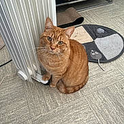 Foxy Valerie participe au concours pour gagner de l'argent avec cette photo : cardboard_box, cat, cat_bed, cozy, ears, fur, ginger_cat, green_eyes, heater, indoor, looking_up, orange_tabby, pet, radiator, scratching_mat, shelf, sitting, tile_floor, toy_mouse, whiskers