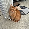 cardboard_box, cat, cat_bed, cozy, ears, fur, ginger_cat, green_eyes, heater, indoor, looking_up, orange_tabby, pet, radiator, scratching_mat, shelf, sitting, tile_floor, toy_mouse, whiskers