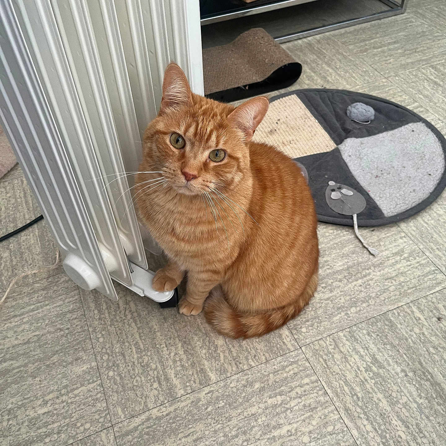 Foxy Valerie participe au concours pour gagner de l'argent avec cette photo : cardboard_box, cat, cat_bed, cozy, ears, fur, ginger_cat, green_eyes, heater, indoor, looking_up, orange_tabby, pet, radiator, scratching_mat, shelf, sitting, tile_floor, toy_mouse, whiskers