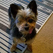 Icie Matilda joined the competition — help win amazing prizes! dog, small_dog, tongue_out, pet, indoor, rug, striped_rug, carpet, one_eye_visible, scruffy_coat, animal, canine, cute, playful, floor, domestic_animal, standing, collar, tag, furry