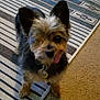 dog, small_dog, tongue_out, pet, indoor, rug, striped_rug, carpet, one_eye_visible, scruffy_coat, animal, canine, cute, playful, floor, domestic_animal, standing, collar, tag, furry