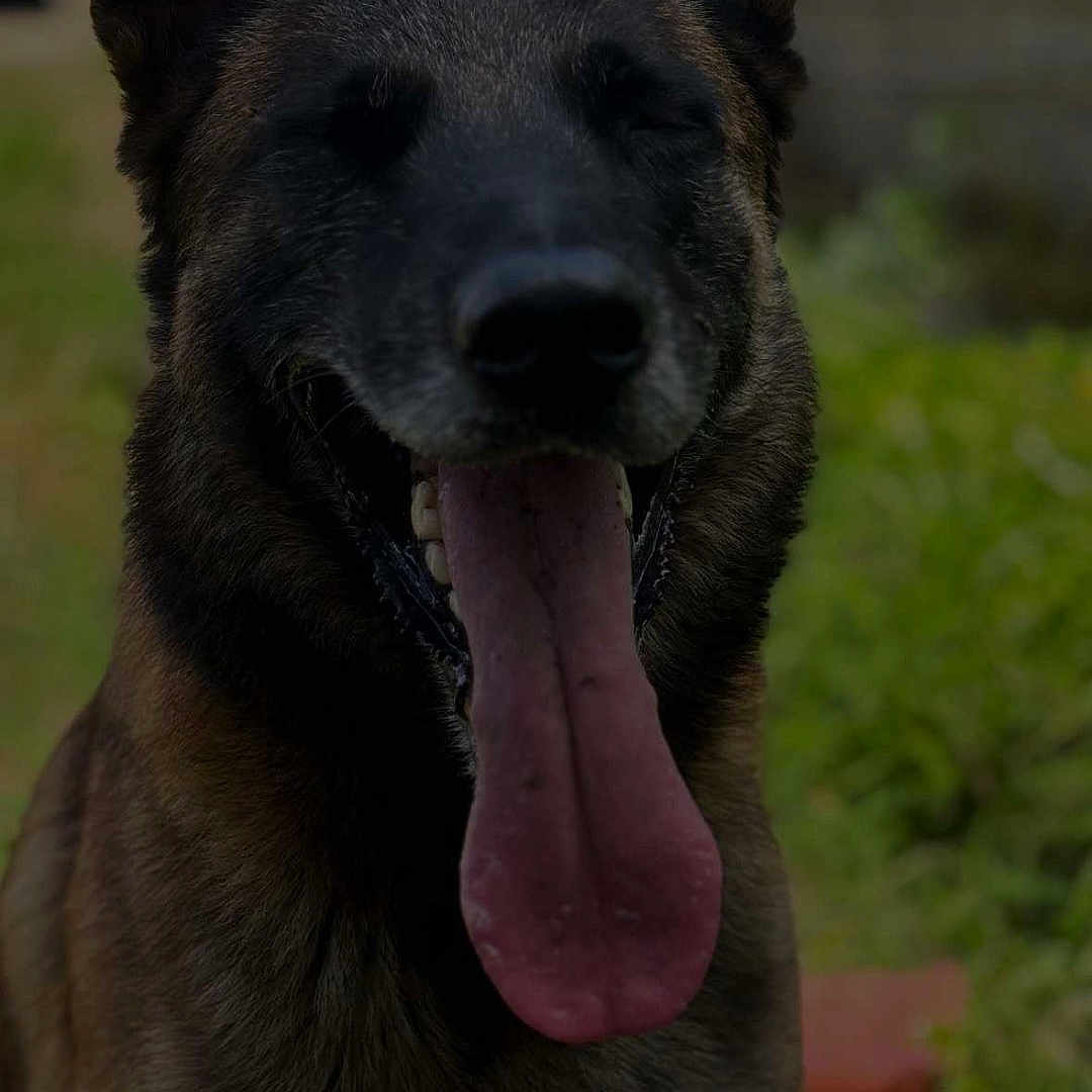 Paco a rejoint le concours — aidez-le/la à gagner de superbes lots ! animal, bodypart, canine, dog, germanshepherd, mouth, person, pet, policedog, puppy, snout, tongue