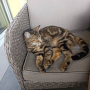 Wagges a rejoint le concours — aidez-le/la à gagner de superbes lots ! animal, cat, comfortable, cozy, cushion, feline, fur, indoor, patio, paw, pet, quiet, relaxed, resting, sleeping, striped, tabby, tail, whiskers, wicker_chair