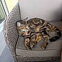 animal, cat, comfortable, cozy, cushion, feline, fur, indoor, patio, paw, pet, quiet, relaxed, resting, sleeping, striped, tabby, tail, whiskers, wicker_chair