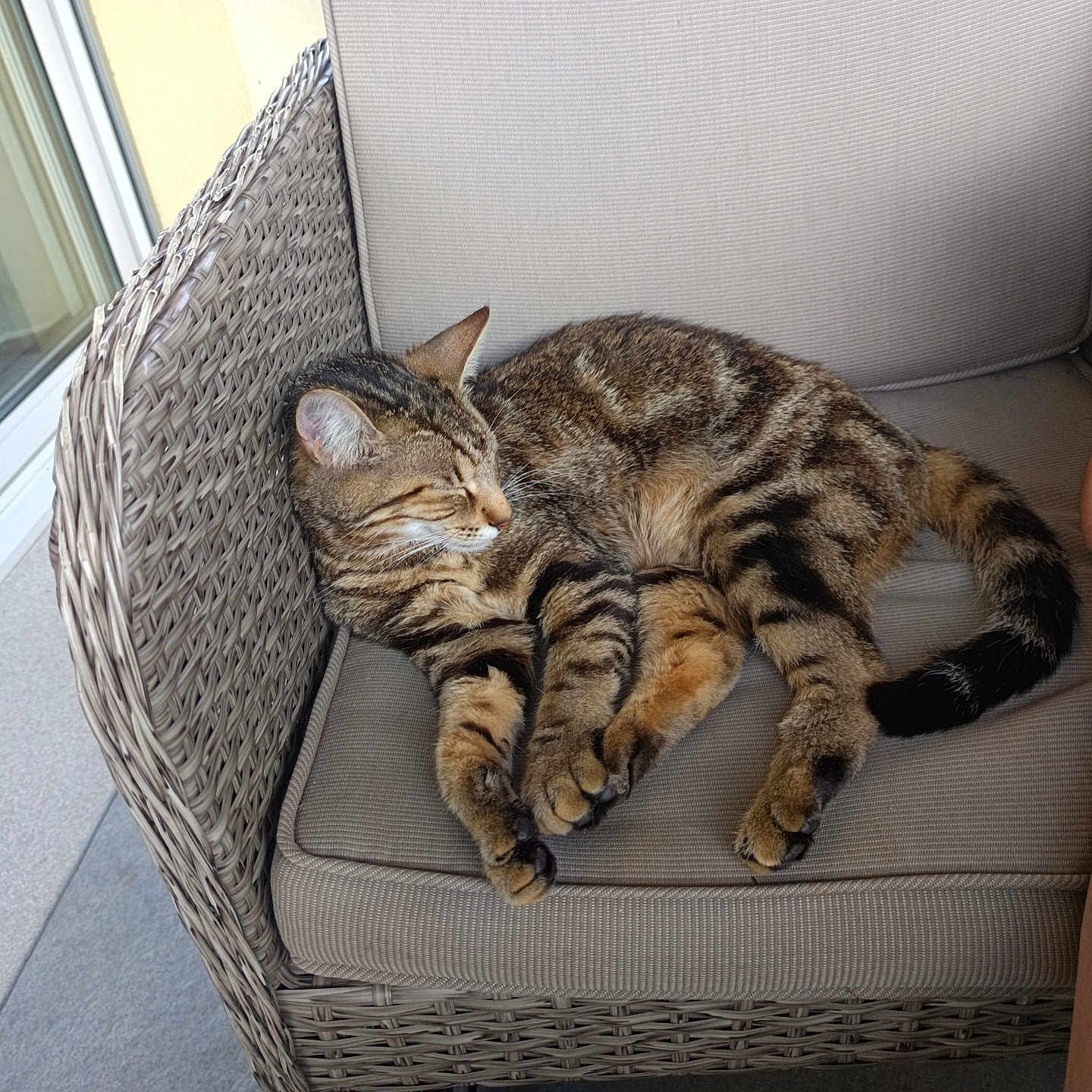 Wagges a rejoint le concours — aidez-le/la à gagner de superbes lots ! animal, cat, comfortable, cozy, cushion, feline, fur, indoor, patio, paw, pet, quiet, relaxed, resting, sleeping, striped, tabby, tail, whiskers, wicker_chair