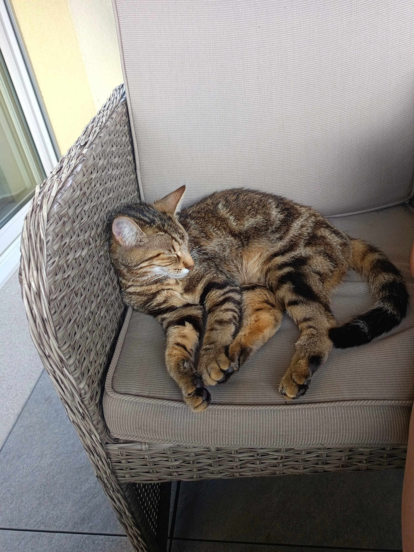 Wagges a rejoint le concours — aidez-le/la à gagner de superbes lots ! animal, cat, comfortable, cozy, cushion, feline, fur, indoor, patio, paw, pet, quiet, relaxed, resting, sleeping, striped, tabby, tail, whiskers, wicker_chair