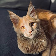 Apollon a rejoint le concours — aidez-le/la à gagner de superbes lots ! cat, orange_tabby, pet, feline, fluffy, relaxed, sunlight, indoor, closeup, whiskers, ears, fur, animal, cute, domestic, mammal, portrait, laying, cozy, soft