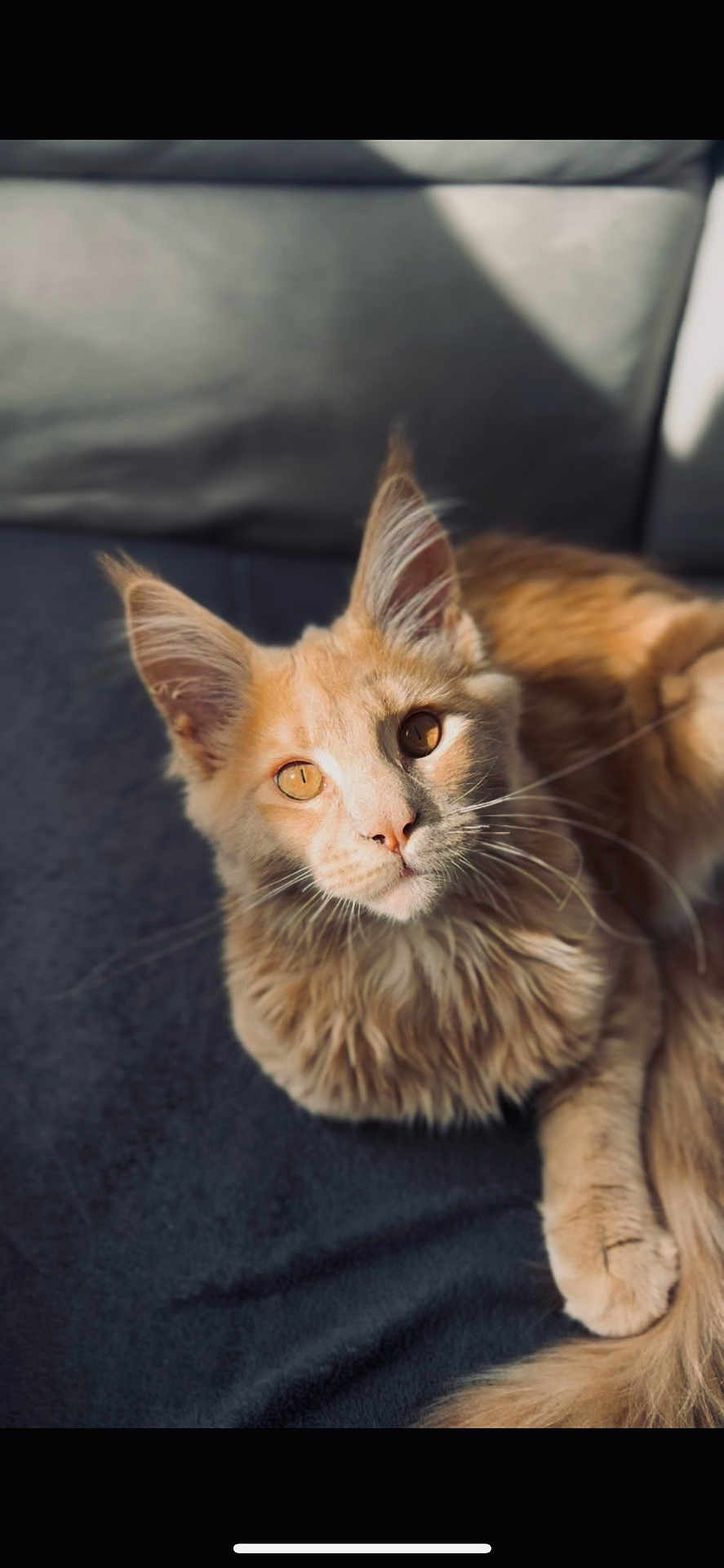 Apollon a rejoint le concours — aidez-le/la à gagner de superbes lots ! cat, orange_tabby, pet, feline, fluffy, relaxed, sunlight, indoor, closeup, whiskers, ears, fur, animal, cute, domestic, mammal, portrait, laying, cozy, soft