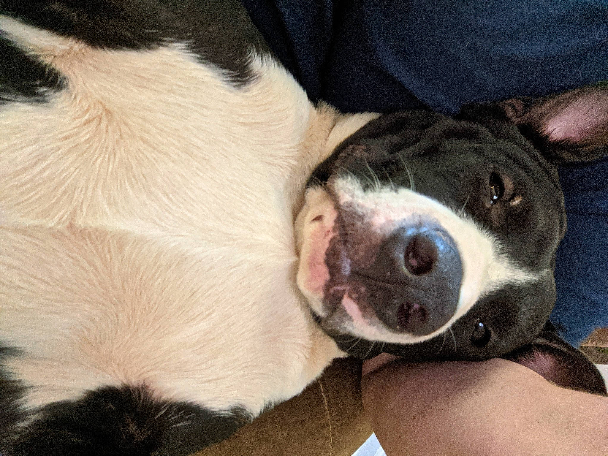 Donkey joined the competition — help win amazing prizes! canidae, carnivore, collar, comfort, companion_dog, dog, dog_breed, fawn, flesh, fur, non_sporting_group, snout, sporting_group, terrestrial_animal, whiskers, working_animal, working_dog