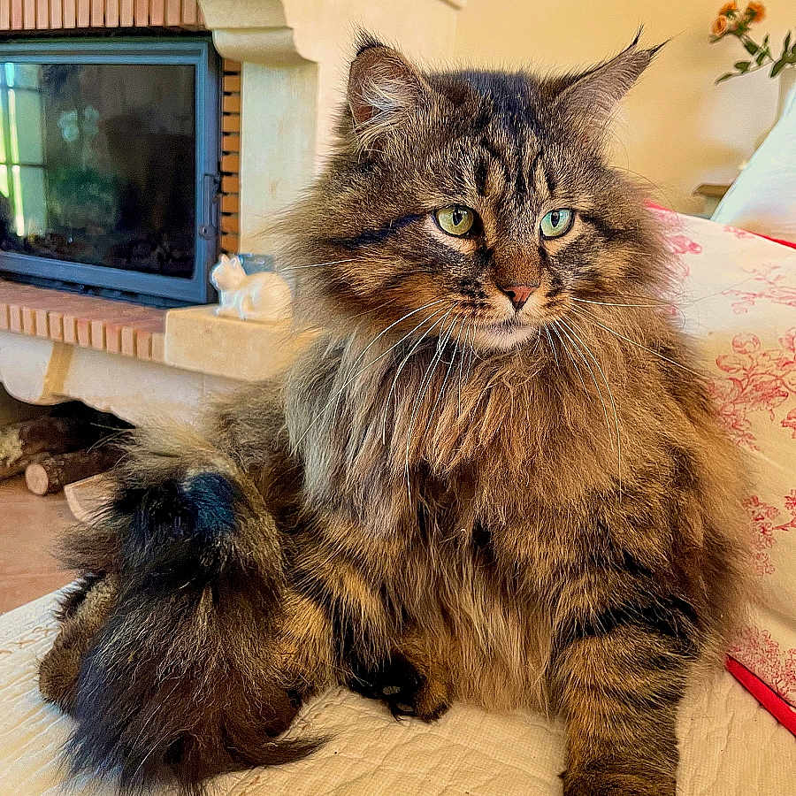 Rio a rejoint le concours — aidez-le/la à gagner de superbes lots ! cat, tabby, fluffy, indoor, fireplace, quilted_surface, cushion, furniture, pet, animal, fur, whiskers, relaxed, sitting, cozy, home, portrait, domestic_cat, cute, mammal