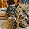 Rio participe au concours pour gagner de l'argent avec cette photo : cat, tabby_cat, sleeping, fur, paws, blanket, indoor, cozy, furniture, wooden_wall, bag, denim, clothing, resting, pet, animal, cute, whiskers, closeup, relaxation