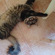 Rio participe au concours pour gagner de l'argent avec cette photo : cat, tabby, fluffy, lying_down, floor, tile, chair_leg, paw, stretching, green_eyes, curious, indoor, pet, feline, whiskers, tail, playful, home, cozy, animal