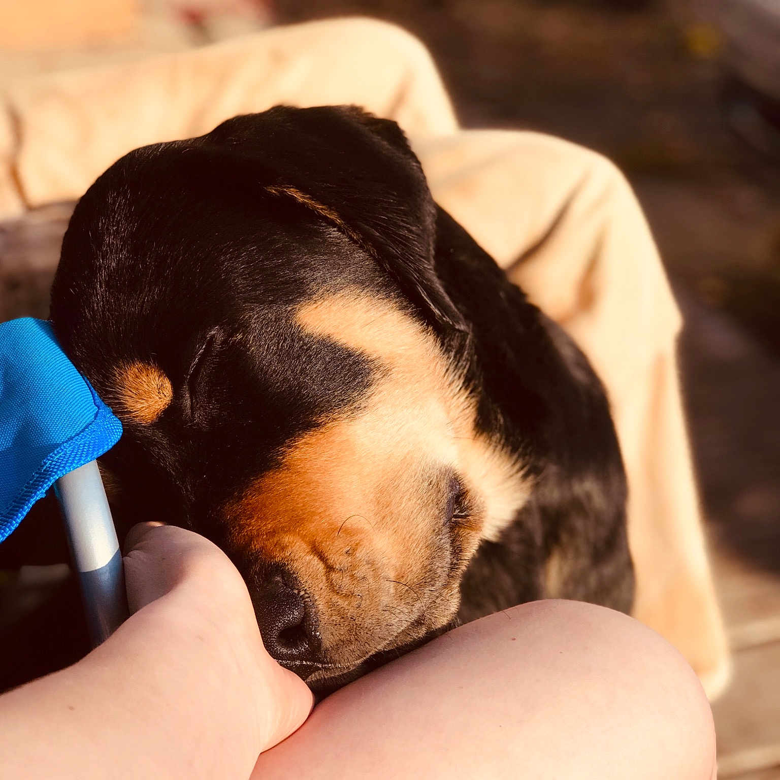 Rex is registered to the contest to win money with this photo: basset_hound, canidae, carnivore, coonhound, dog, dog_breed, ear, fawn, hand, nap, nose, puppy, puppy_love, sleep, snout