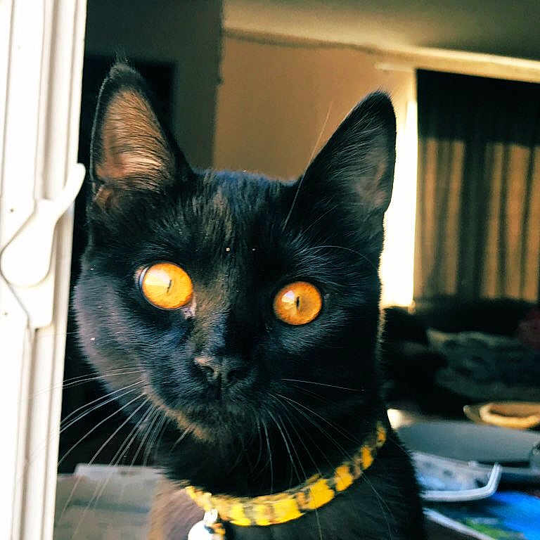 Mel