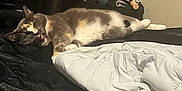 Maggie joined the competition — help win amazing prizes! cat, pet, indoor, bed, blanket, feline, fur, resting, sleepy, cozy, domestic, animal, pink_blanket, black_bedspread, white_blanket, clutter, yawning, relaxing, home, comfortable