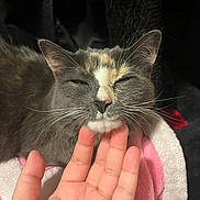 Maggie is registered to the contest to win money with this photo: animal, blanket, cat, chin_scratch, close_up, comfort, cozy, cute, domestic_animal, face, feline, fur, hand, indoor, pet, pink, relaxed, resting, whiskers, white