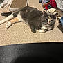 Maggie joined the competition — help win amazing prizes! cat, animal, pet, feline, carpet, scratching_pad, indoor, relaxed, multicolored, clutter, clothing, floor, domestic, lazy, lying_down, whiskers, tail, ears, collar, household
