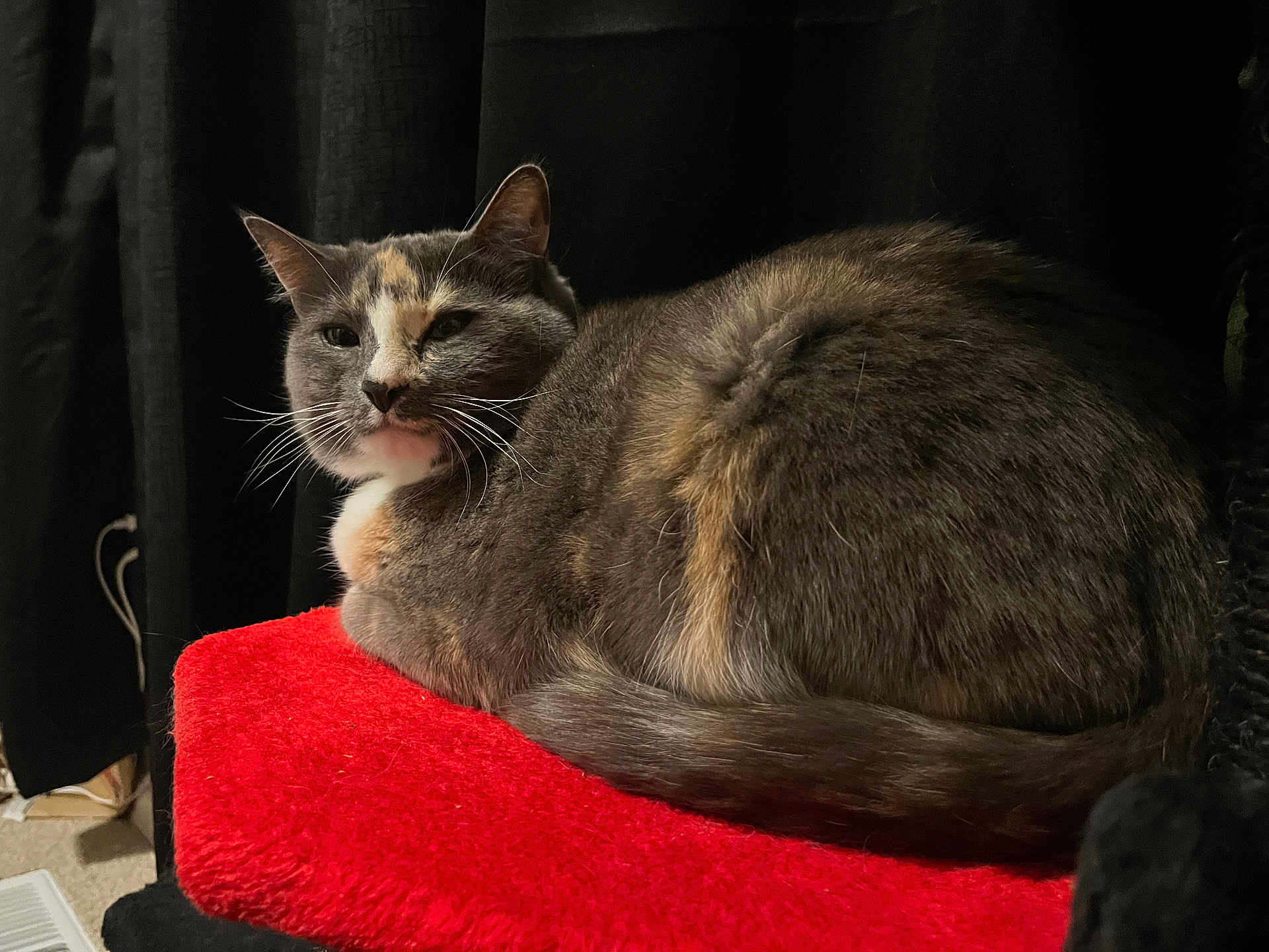 Maggie