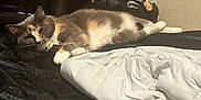Maggie is registered to the contest to win money with this photo: animal, bed, black_bedspread, blanket, calico, cat, cat_tree, comfortable, cozy, domestic, feline, fur, home, indoor, pet, pink_blanket, relaxed, resting, sleeping, white_blanket