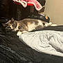 Maggie is registered to the contest to win money with this photo: cat, calico, bed, blanket, indoor, relaxed, feline, sleeping, fur, pet, cozy, resting, animal, domestic, black_bedspread, white_blanket, cat_tree, pink_blanket, home, comfortable