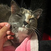 Maggie is registered to the contest to win money with this photo: cat, animal, pet, feline, whiskers, hand, blanket, soft, cozy, fur, content, closeup, face, scratching, relaxed, indoor, comfort, pink, white, dark_background