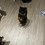 Pompidou is registered to the contest to win money with this photo: dog, indoor, wooden_floor, pet_bowl, black_dog, tan_paws, small_dog, begging, standing, floor, shadow, door, cloth, home, cute, animal, pet, playful, two_dogs, fur