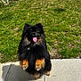 Pompidou joined the competition — help win amazing prizes! dog, pomeranian, jumping, grass, yard, sunny, tongue_out, happy, pet, outdoor, small_dog, fence, playful, canine, animal, black_fur, brown_fur, shadow, concrete, daylight