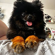 Pompidou joined the competition — help win amazing prizes! dog, pomeranian, black_fur, brown_paws, tongue_out, close_up, pet, cute, fluffy, indoor, blanket, bedroom, mirror, plush_toys, resting, animal_face, furry, happy, small_dog, companion