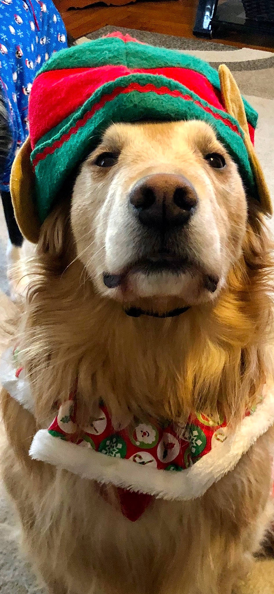 Kia joined the competition — help win amazing prizes! cap, carnivore, collar, companion_dog, dog, dog_breed, dog_collar, dog_supply, event, fawn, fur, green, leash, mammal, pet_supply, plant, snout, vertebrate, whiskers, white