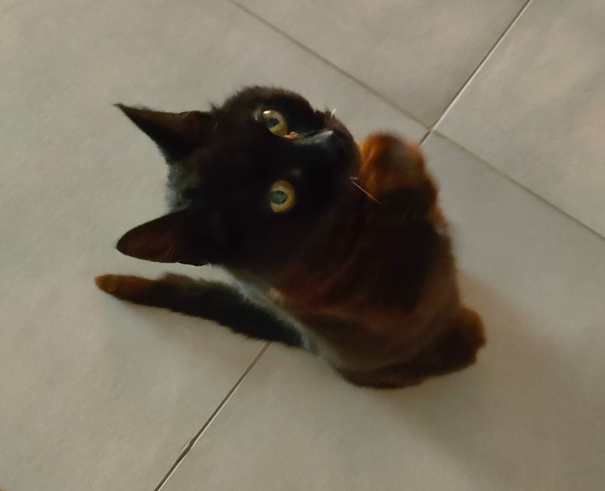 Chipie a rejoint le concours — aidez-le/la à gagner de superbes lots ! black_cat, bombay, brown, carnivore, cat, claw, domestic_short_haired_cat, felidae, floor, flooring, fur, hardwood, paw, small_to_medium_sized_cats, tail, tile_flooring, whiskers, wood