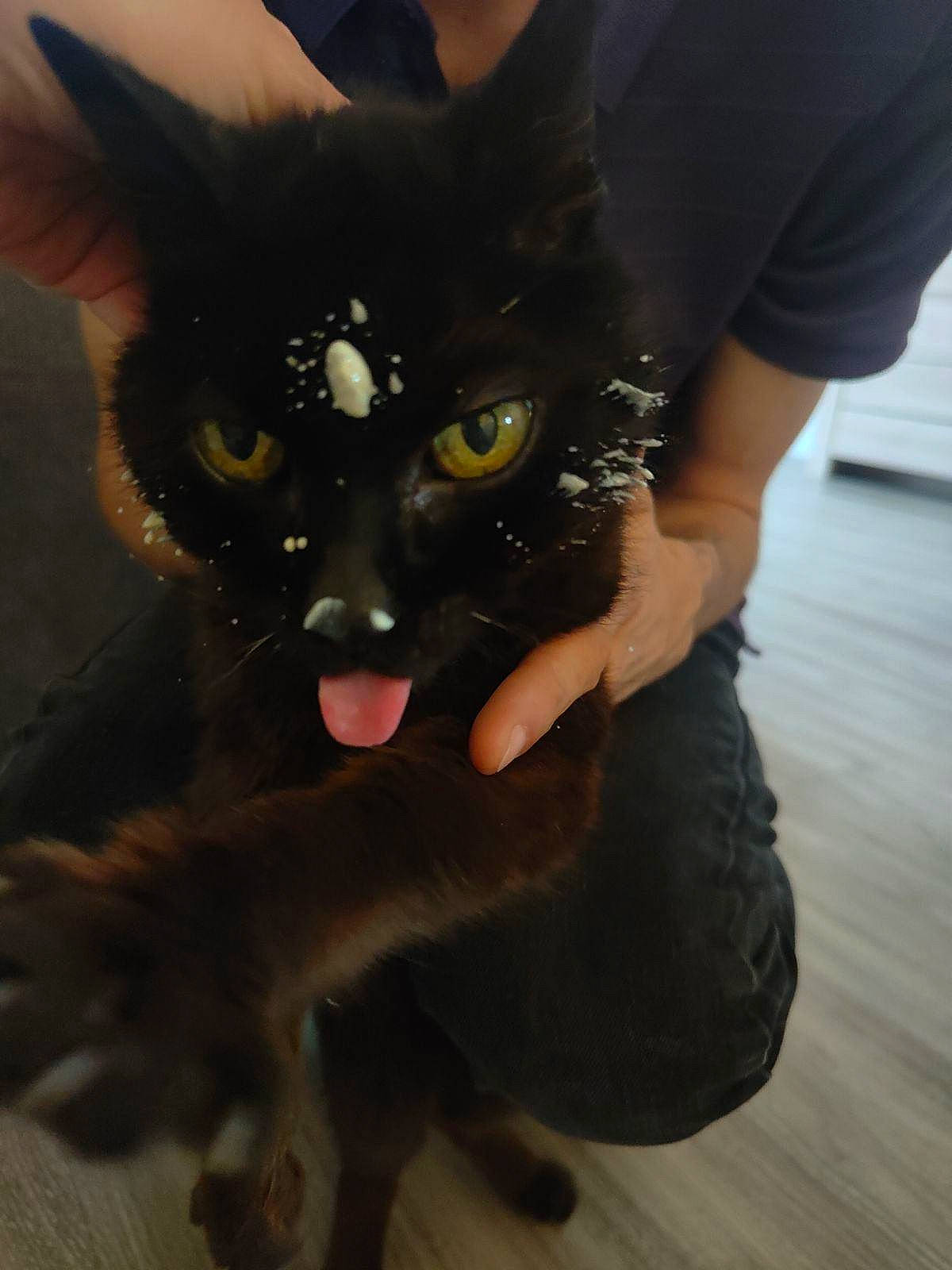 Chipie a rejoint le concours — aidez-le/la à gagner de superbes lots ! black_cat, bombay, carnivore, cat, dog_breed, domestic_short_haired_cat, eye, felidae, flooring, fur, gesture, iris, jaw, sleeve, small_to_medium_sized_cats, snout, t_shirt, tail, terrestrial_animal, whiskers