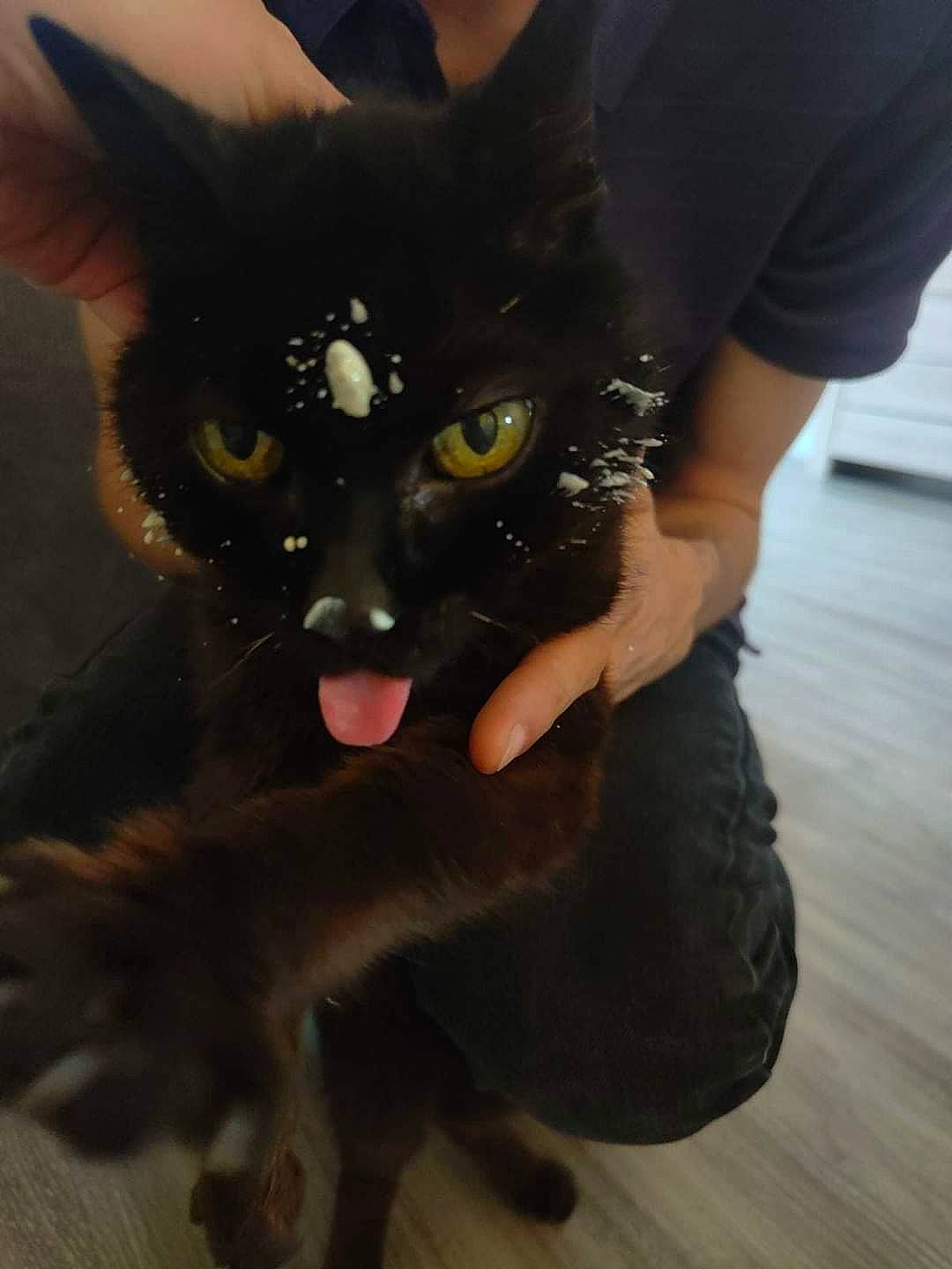 Chipie participe au concours pour gagner de l'argent avec cette photo : black_cat, bombay, carnivore, cat, dog_breed, domestic_short_haired_cat, eye, felidae, flooring, fur, gesture, hardwood, jaw, sleeve, small_to_medium_sized_cats, snout, t_shirt, tail, terrestrial_animal, whiskers