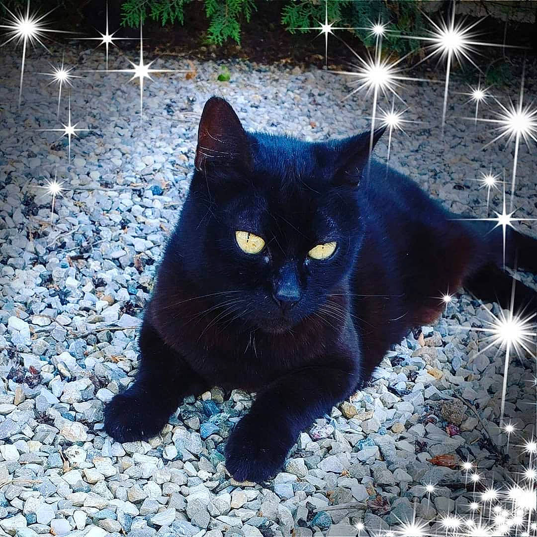 Chipie participe au concours pour gagner de l'argent avec cette photo : art, black_cat, carnivore, cat, domestic_short_haired_cat, electric_blue, felidae, fur, grass, light, line, paw, plant, road_surface, shadow, small_to_medium_sized_cats, snout, tail, terrestrial_animal, whiskers
