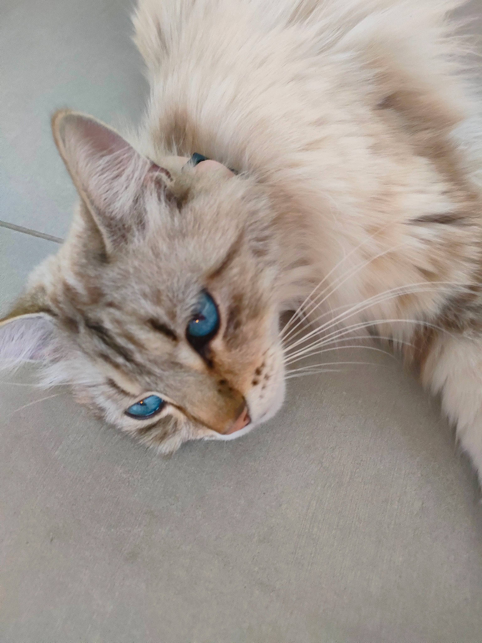 Fennec a rejoint le concours — aidez-le/la à gagner de superbes lots ! british_longhair, carnivore, cat, claw, comfort, domestic_short_haired_cat, ear, fashion_accessory, fawn, feather, felidae, fur, iris, paw, ragdoll, small_to_medium_sized_cats, snout, tail, whiskers