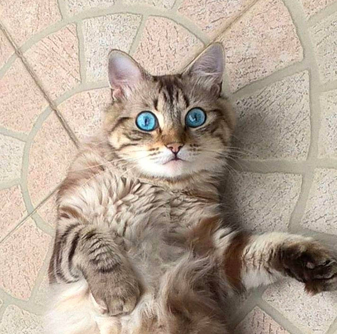 Fennec a rejoint le concours — aidez-le/la à gagner de superbes lots ! carnivore, cat, domestic_short_haired_cat, felidae, fur, iris, paw, photo_caption, small_to_medium_sized_cats, tail, whiskers, window