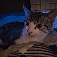 Dude joined the competition — help win amazing prizes! cat, tabby, pet, animal, indoor, blanket, striped, fur, whiskers, ears, face, relaxed, cozy, cute, feline, closeup, resting, soft, comfort, domestic