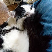 Bullitt joined the competition — help win amazing prizes! animal, black_and_white, cat, closeup, cozy, curled_up, ears, fabric, feline, floor, fluffy, fur, home, indoor, pet, relaxed, resting, sleepy, tail, whiskers
